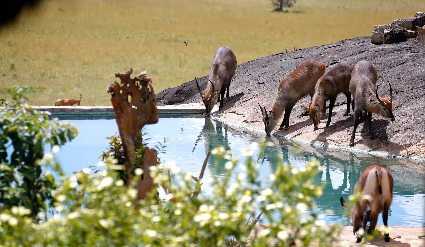 Apoka Safari Lodge Gallery Image 2