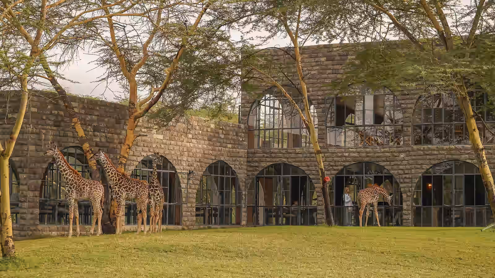 Giraffe Manor Tanzania Gallery Image 4