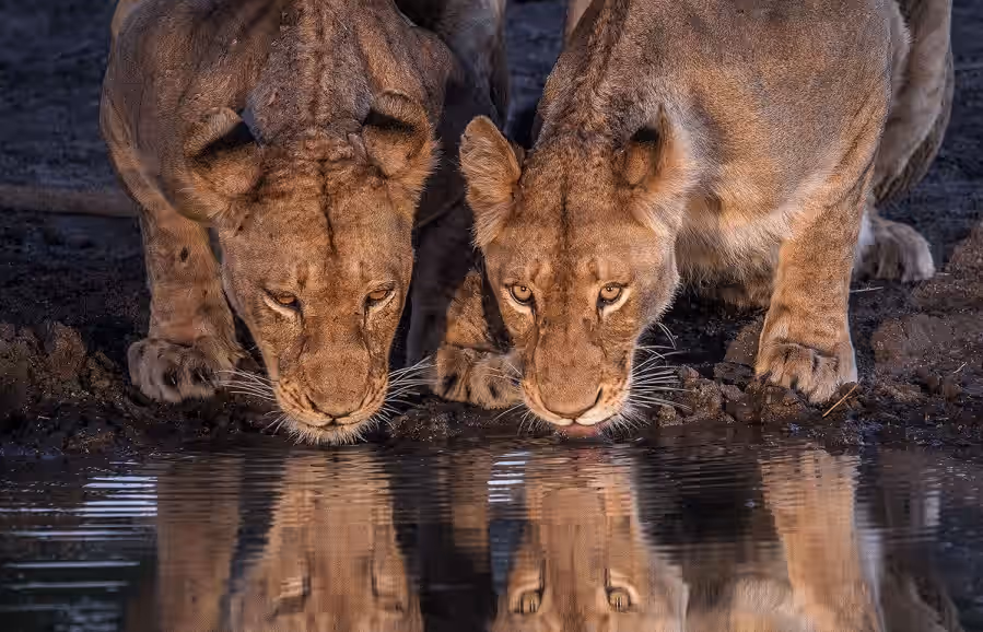 Night Game Drive in Tarangire National Park Gallery Image 2