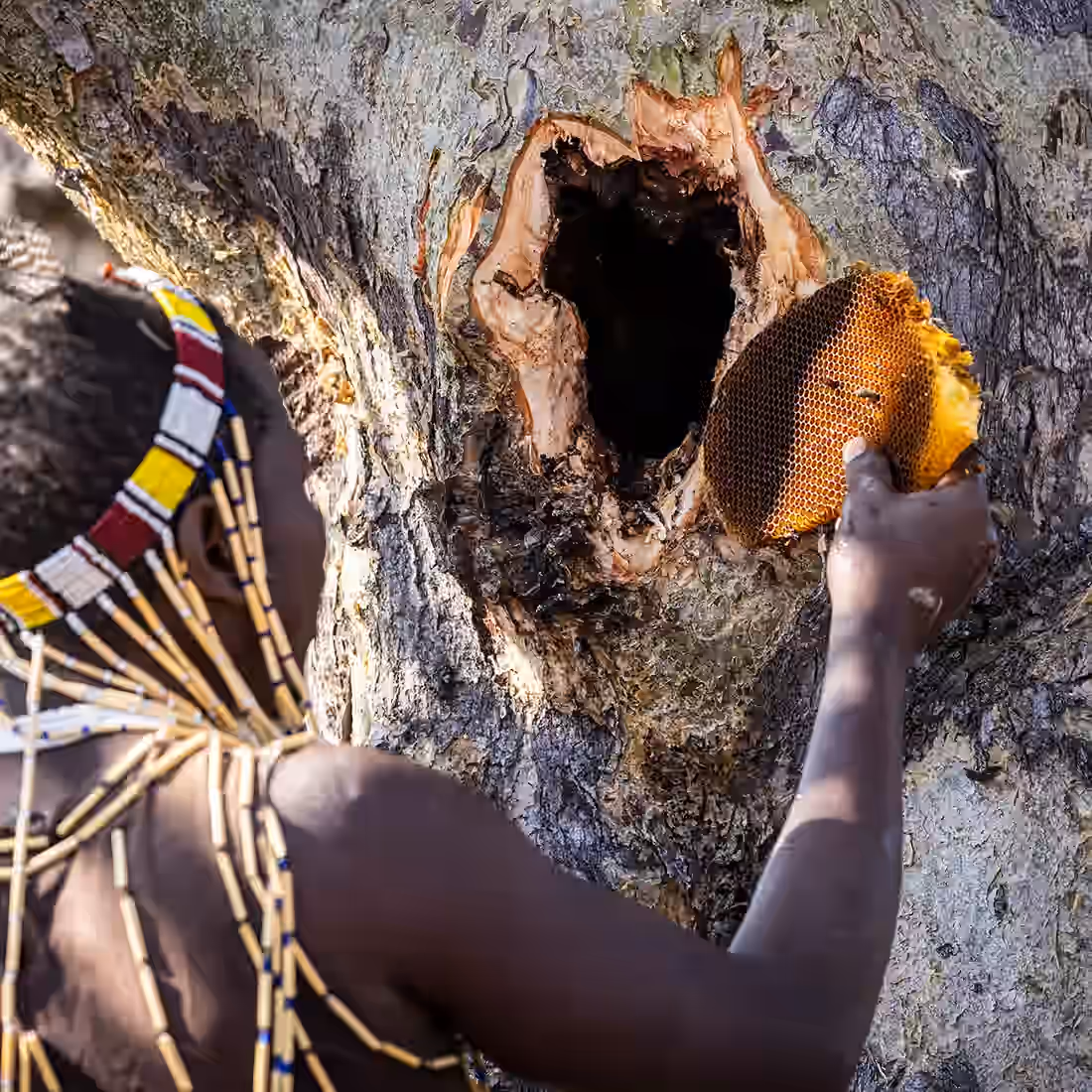 Hadzabe Tribe Cultural Experience