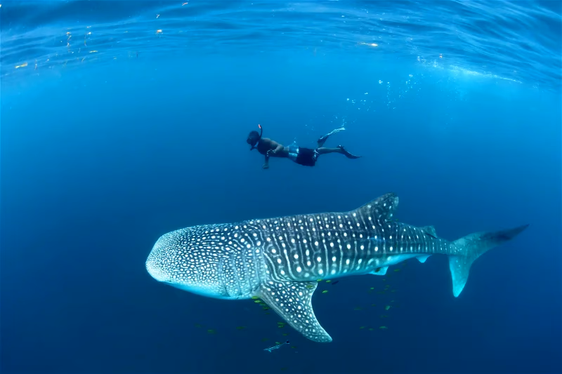Swim with Gentle Giants – Whale Sharks Gallery Image 1