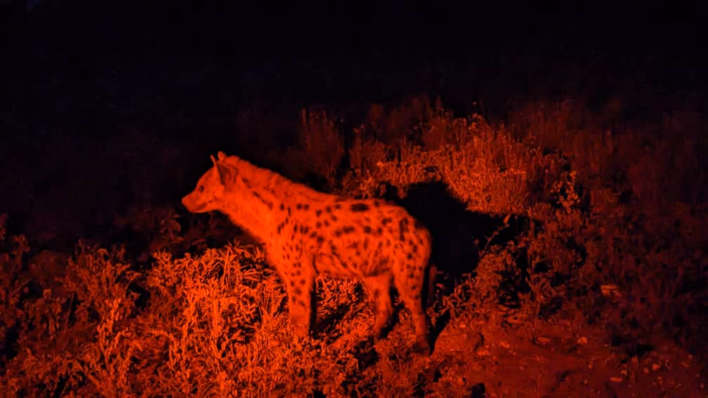 Night Game Drive in Lake Manyara National Park Gallery Image 6