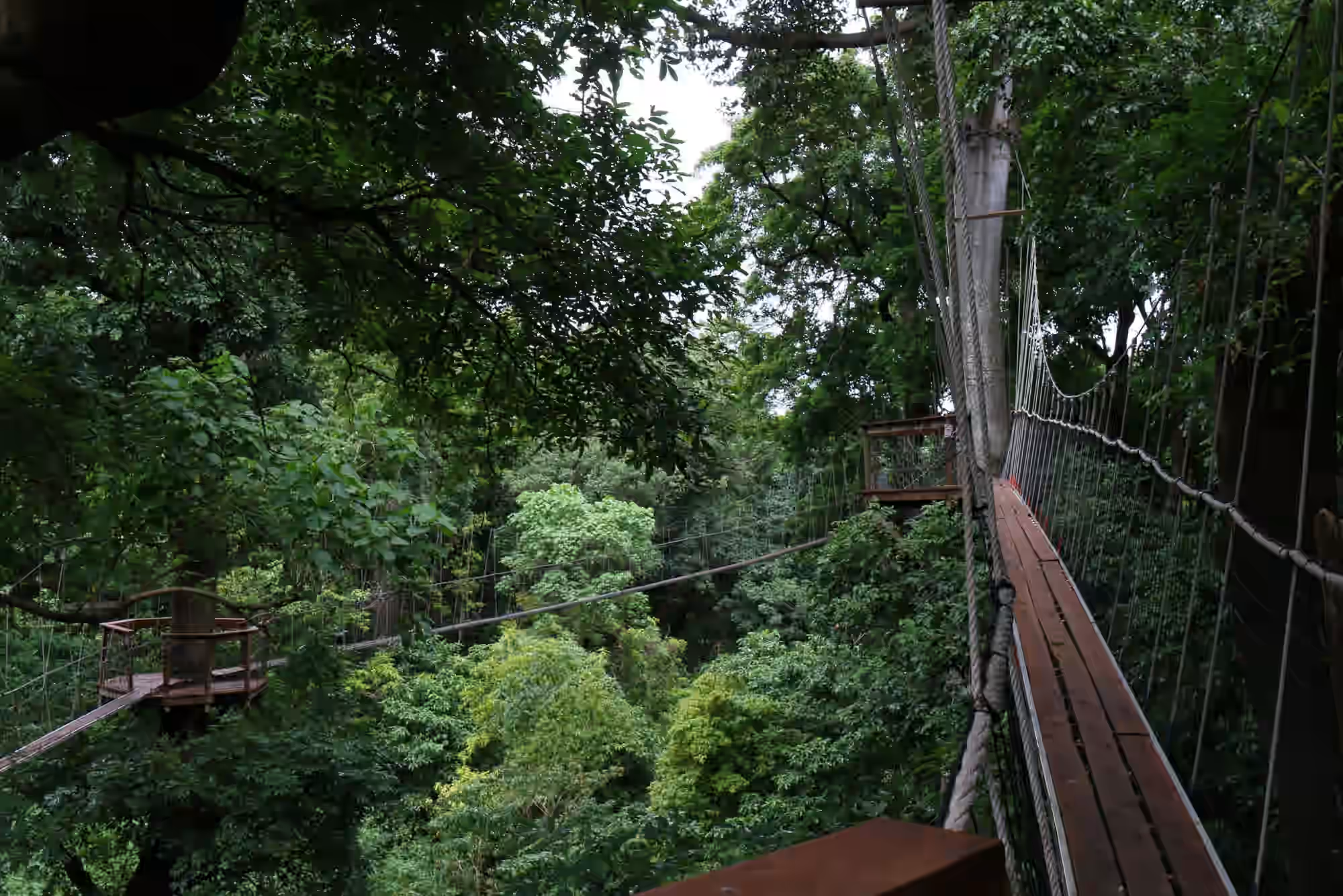 Treetop Walk in Lake Manyara National Park Gallery Image 3