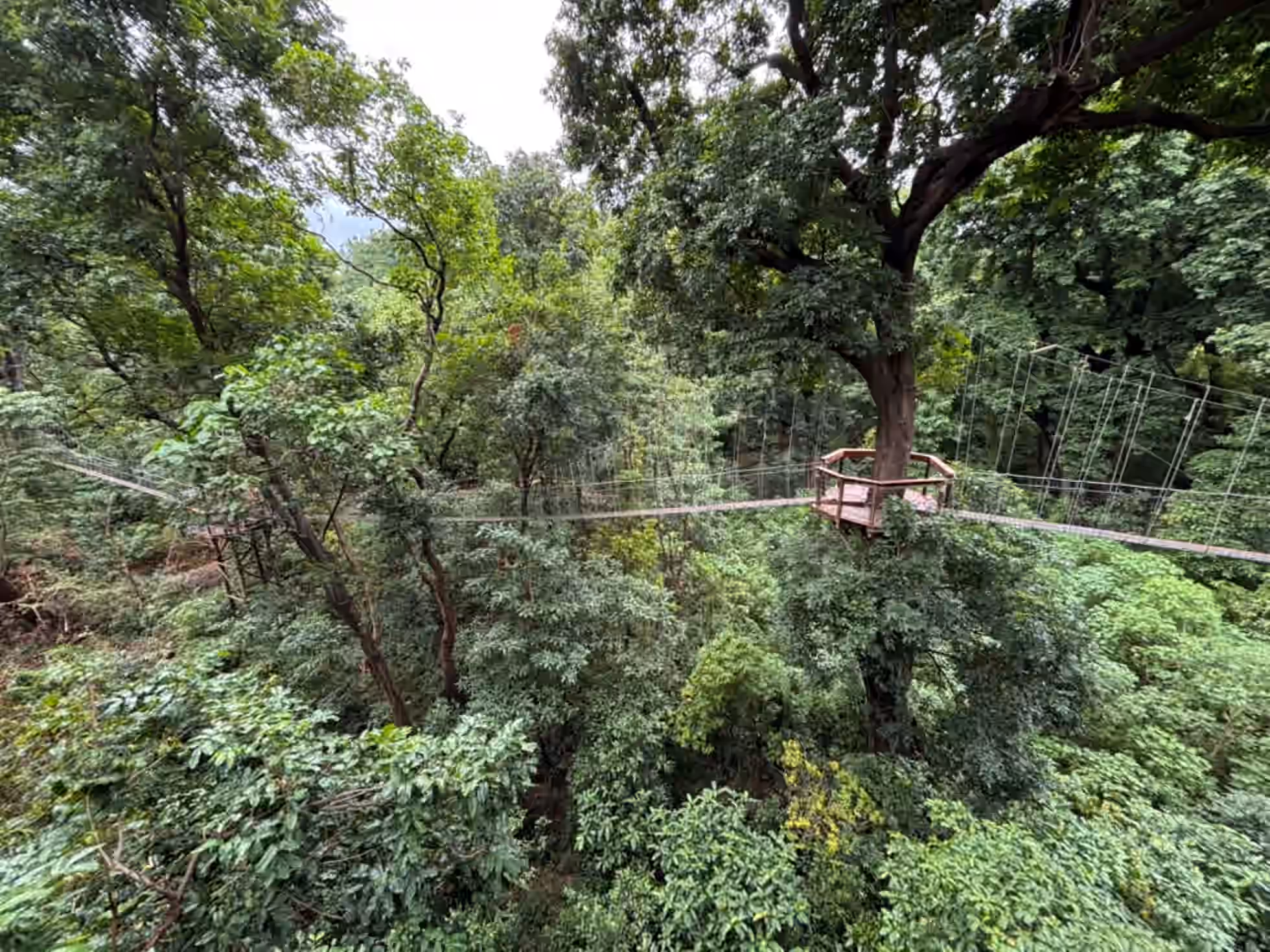 Treetop Walk in Lake Manyara National Park Gallery Image 2
