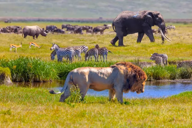 Ngorongoro Crater