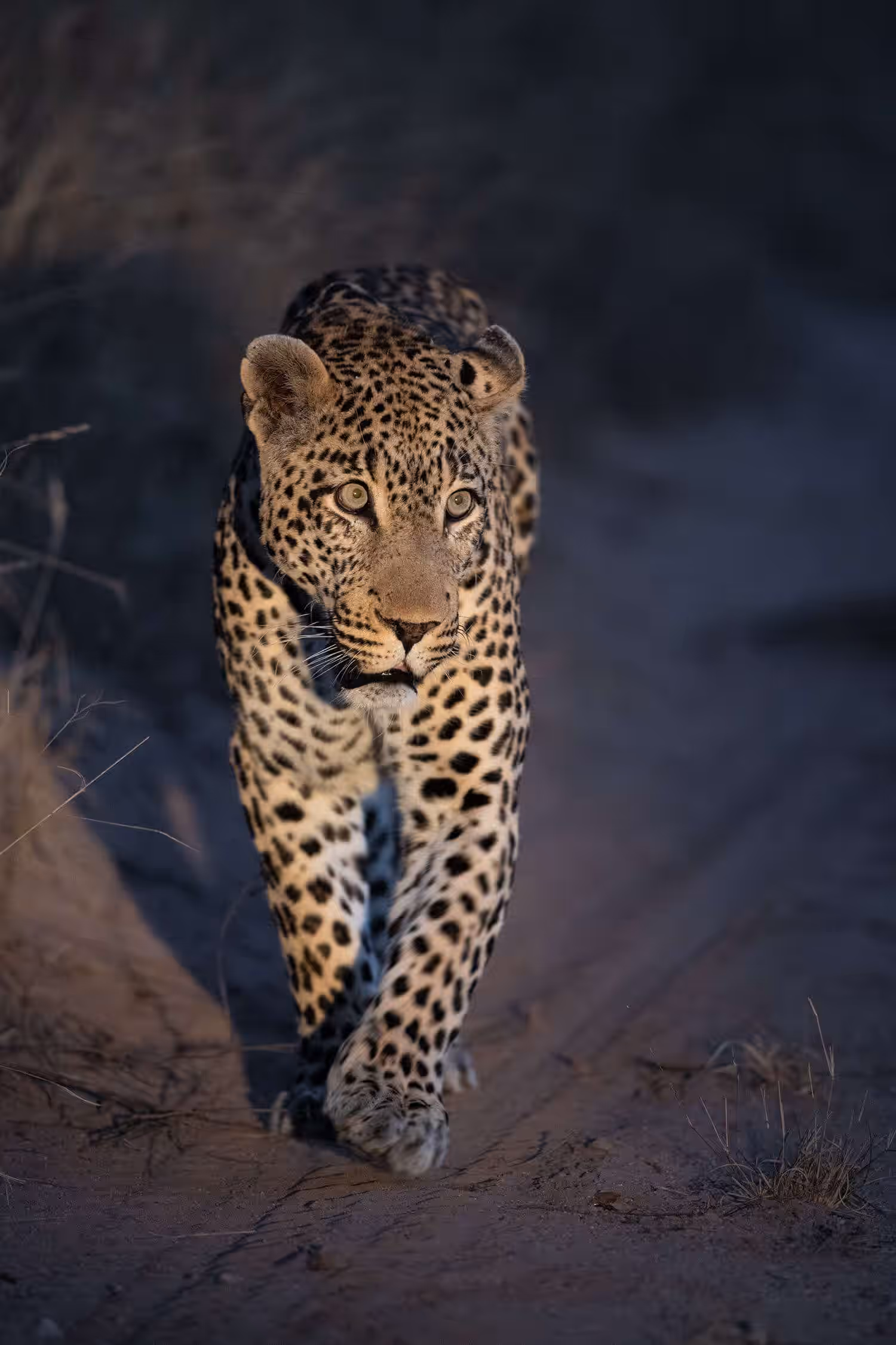 Night Game Drive in Tarangire National Park Gallery Image 4