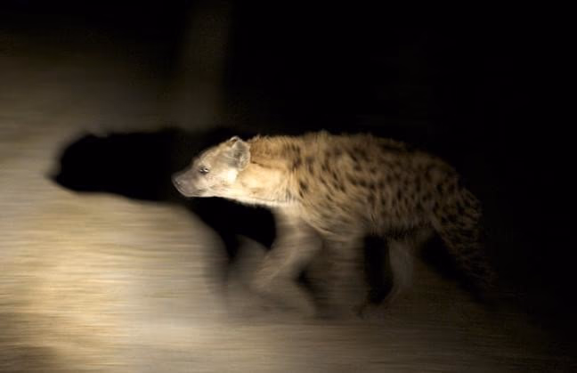Night Game Drive in Tarangire National Park Gallery Image 1
