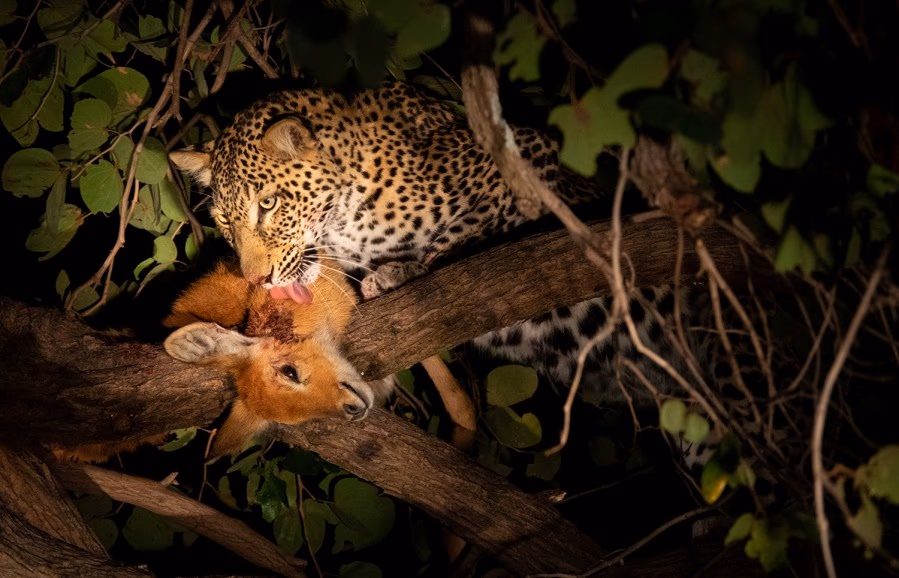 Night Game Drive in Tarangire National Park