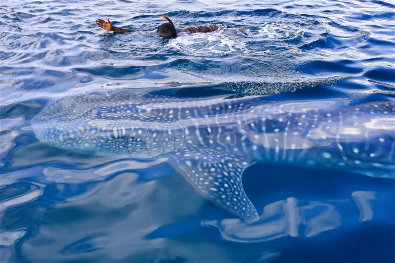 Swim with Gentle Giants – Whale Sharks