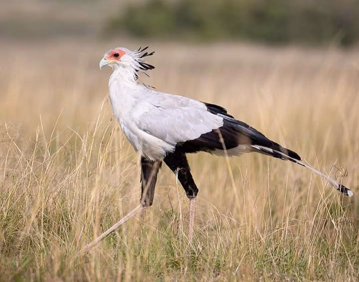 Tanzania Gallery Image