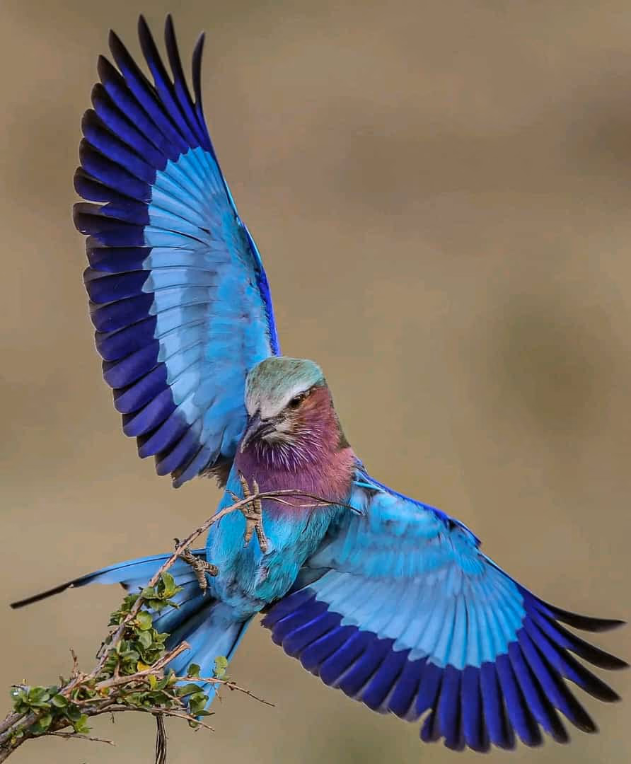Kenya Gallery Image