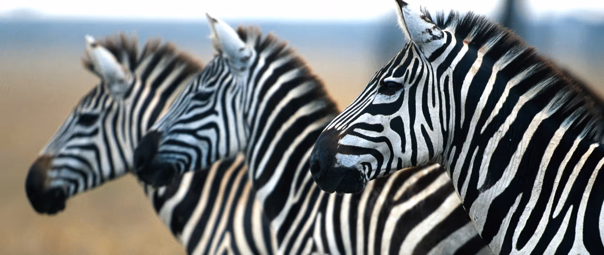 Kenya Gallery Image