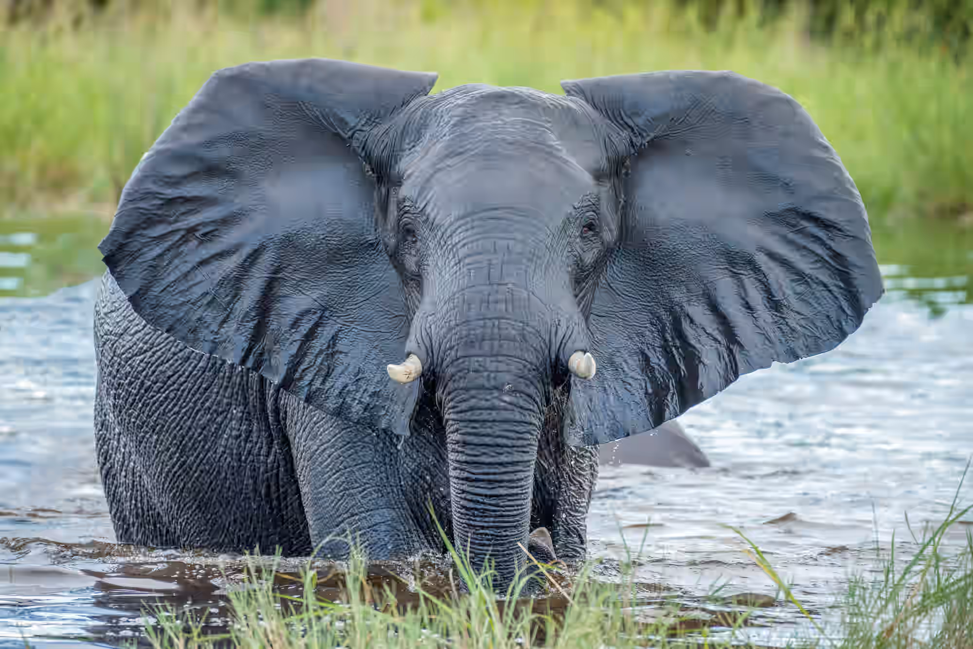 Botswana Gallery Image