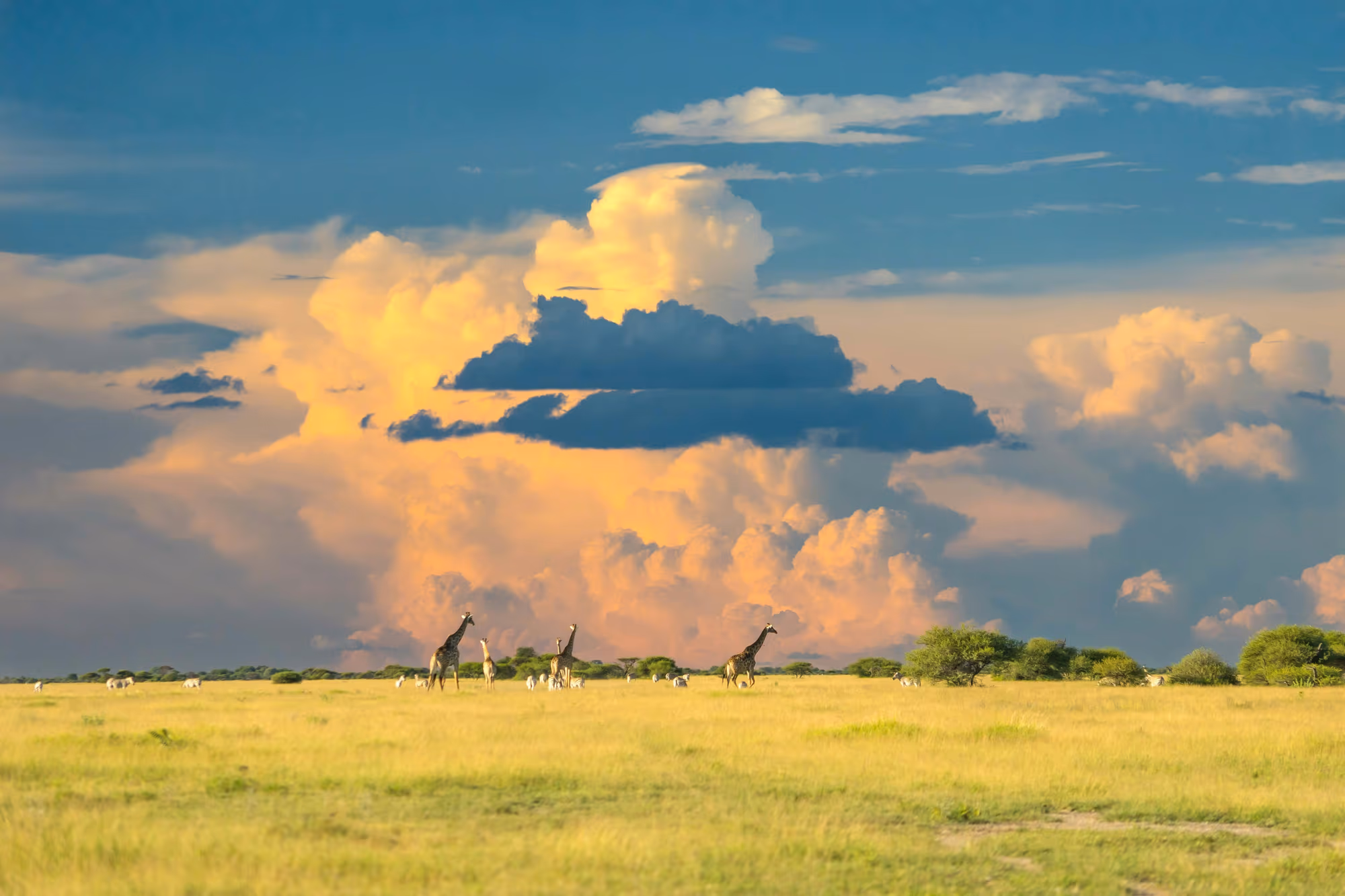 Botswana Gallery Image