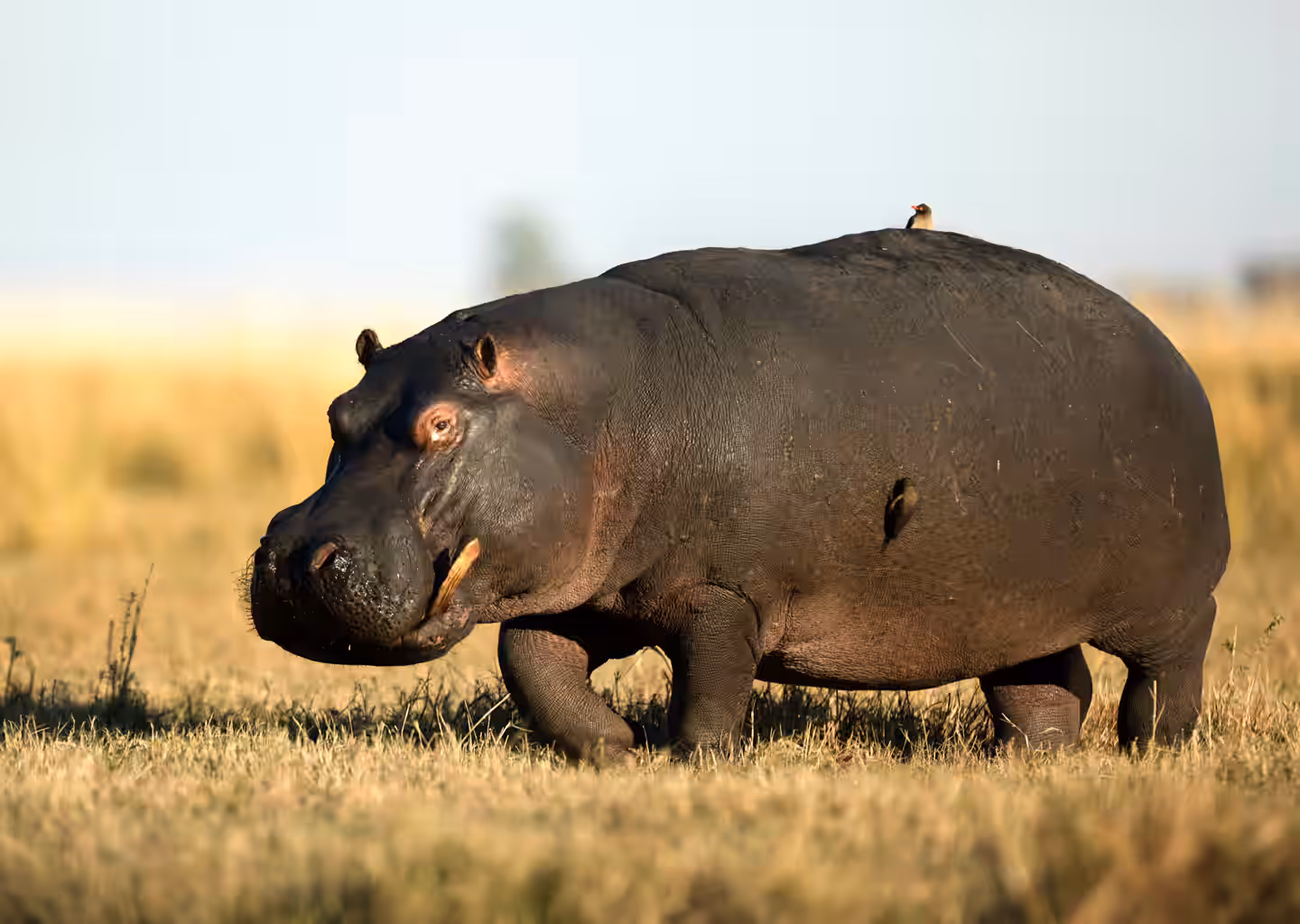 Tanzania Gallery Image