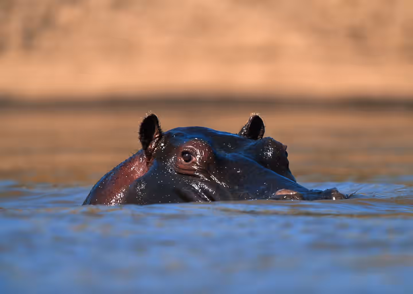 Tanzania Gallery Image