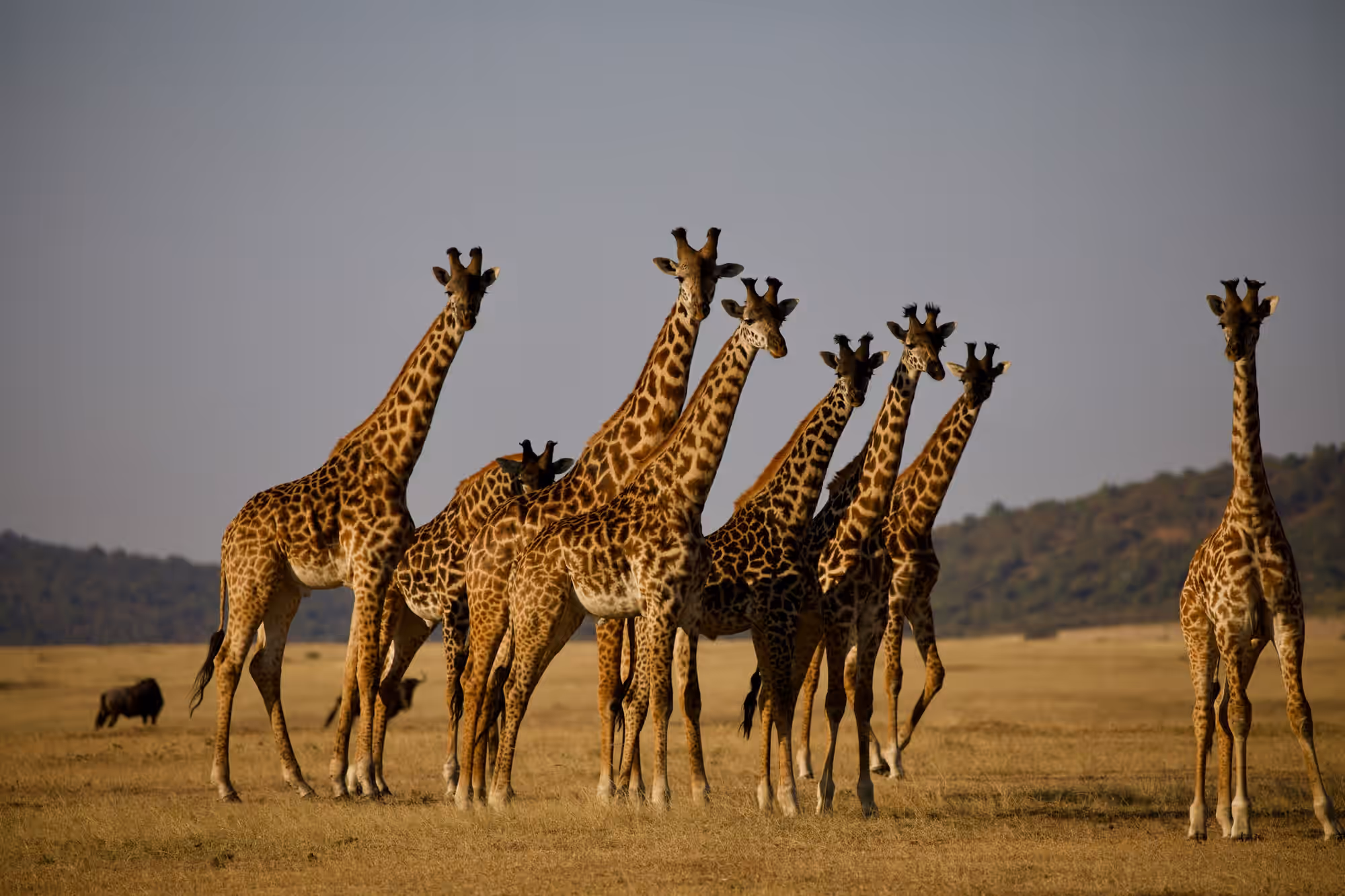 Tanzania Gallery Image
