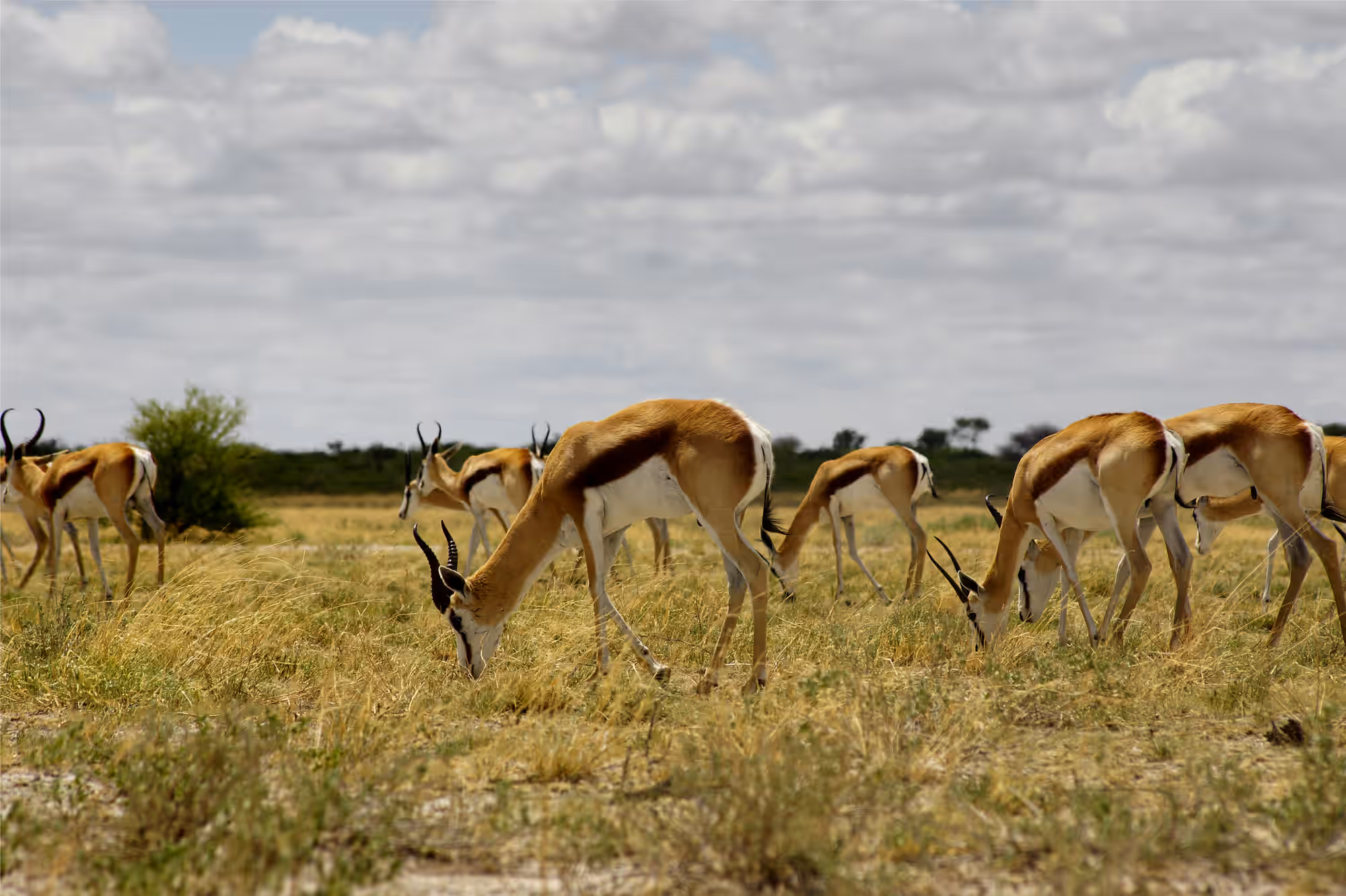 South Africa Gallery Image