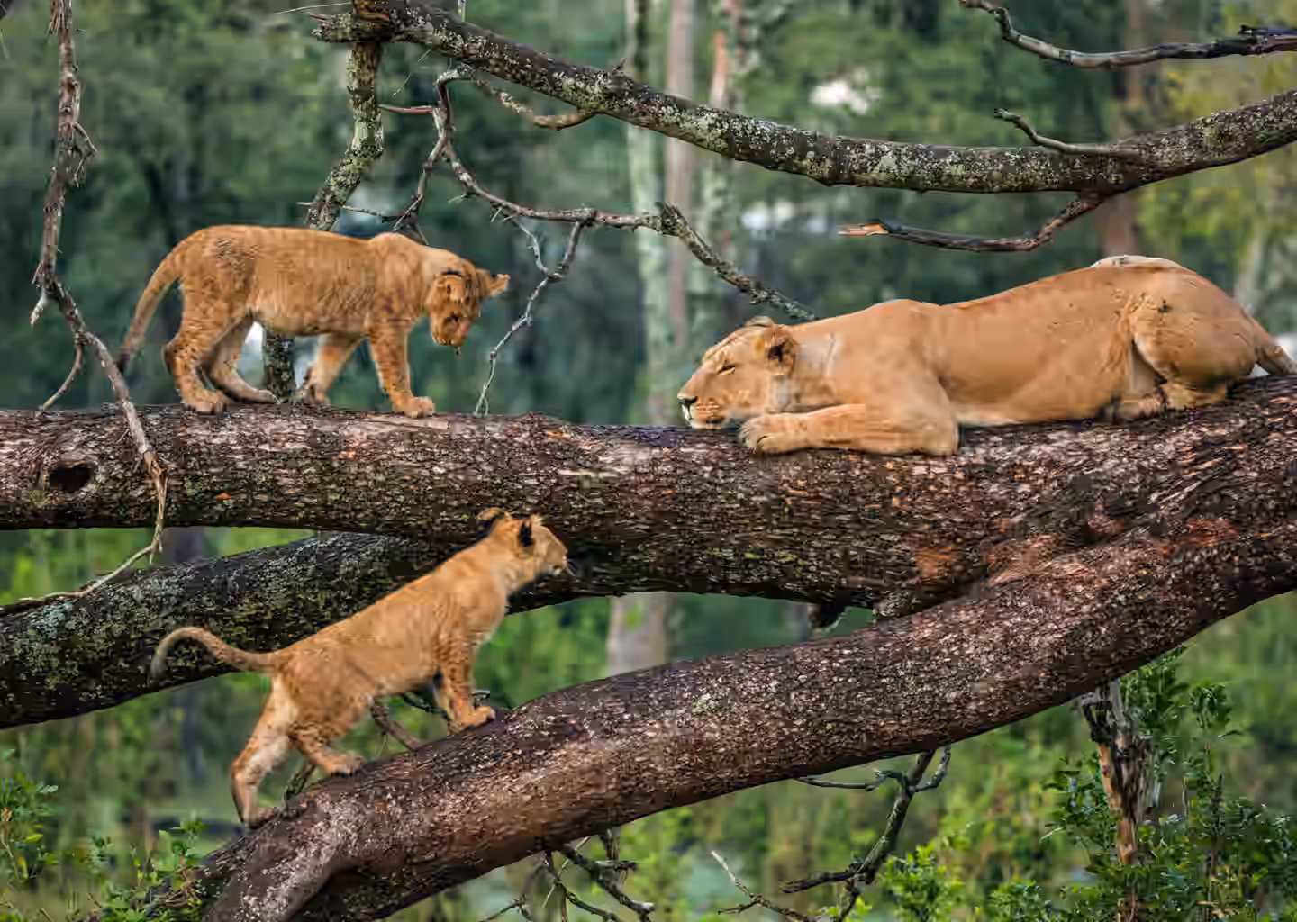 Rwanda Gallery Image