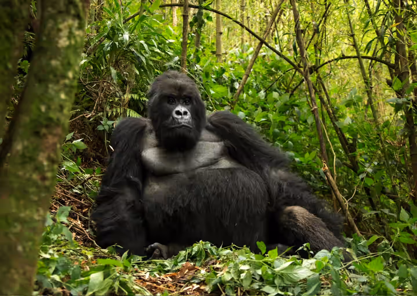 Rwanda Gallery Image
