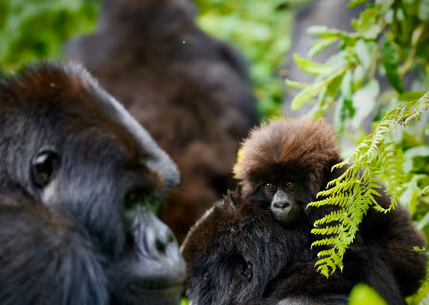 Rwanda Gallery Image