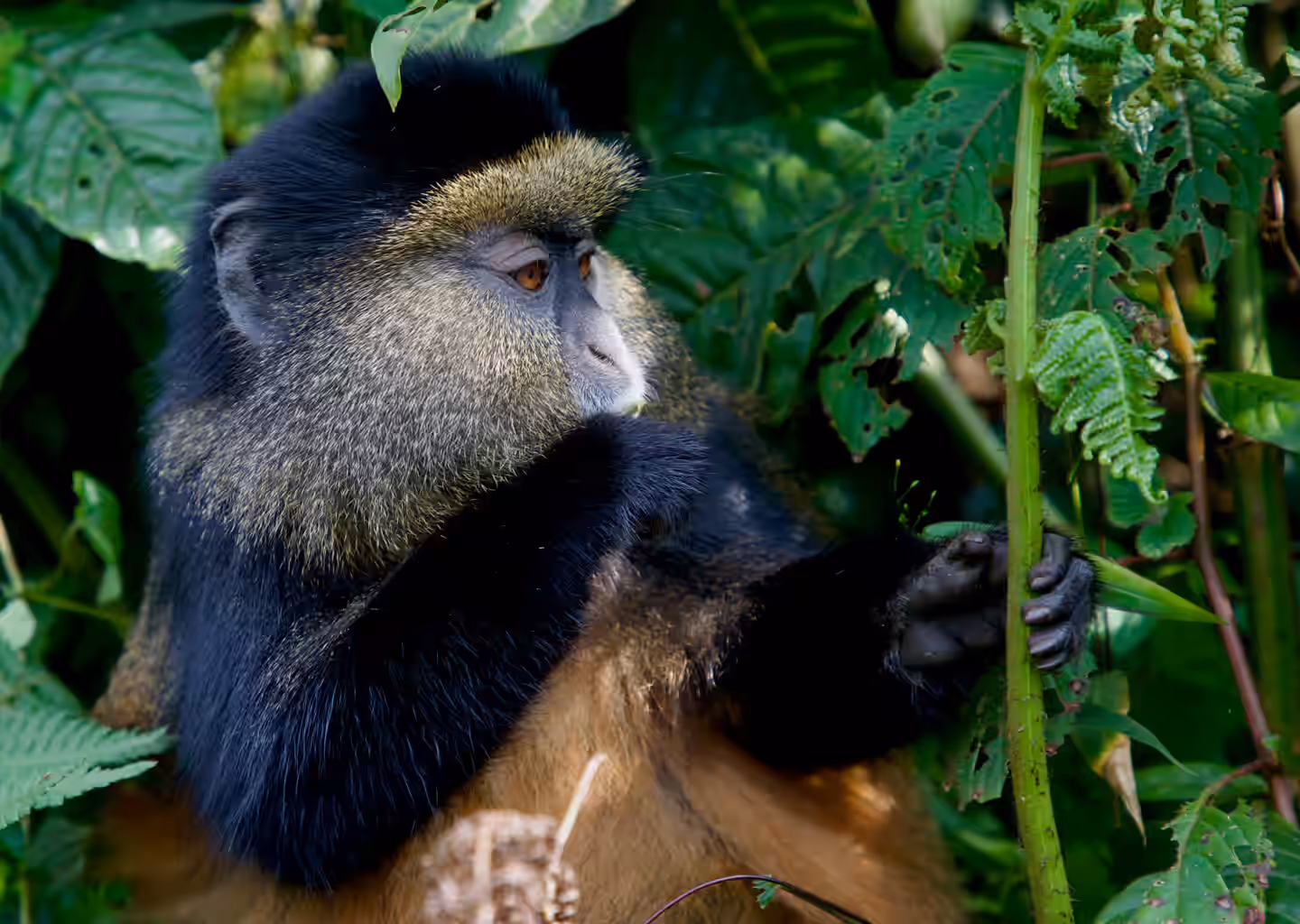 Rwanda Gallery Image