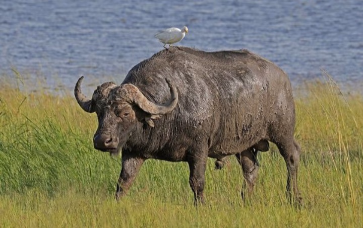 Kenya Gallery Image