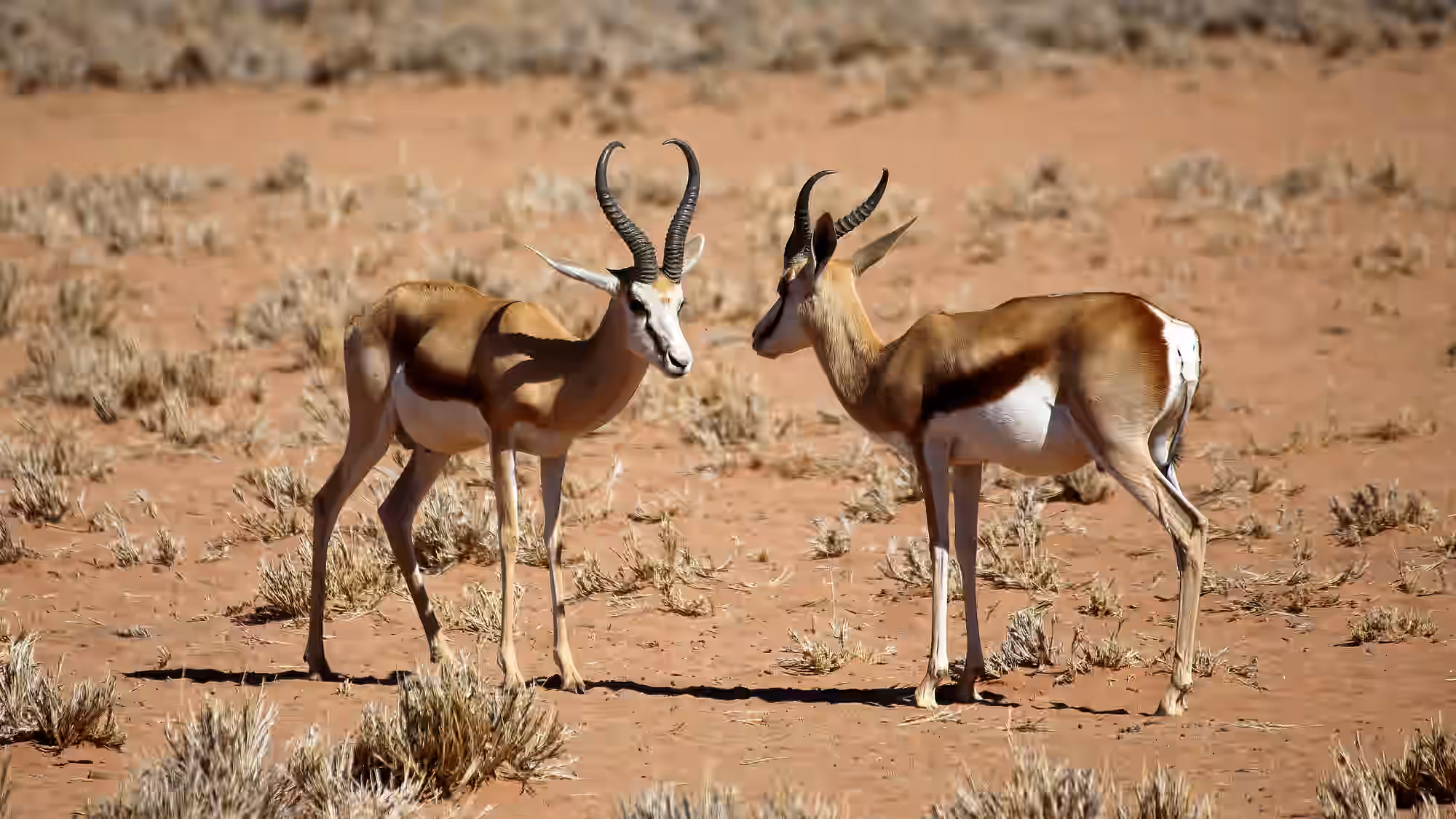 South Africa Gallery Image