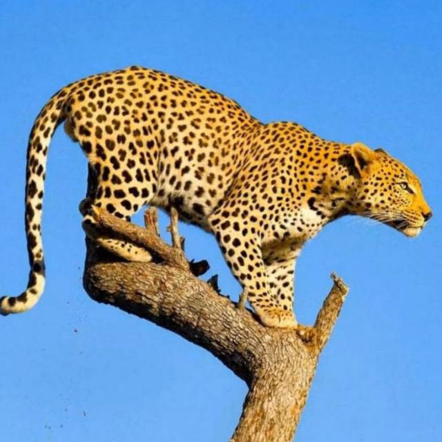 Kenya Gallery Image