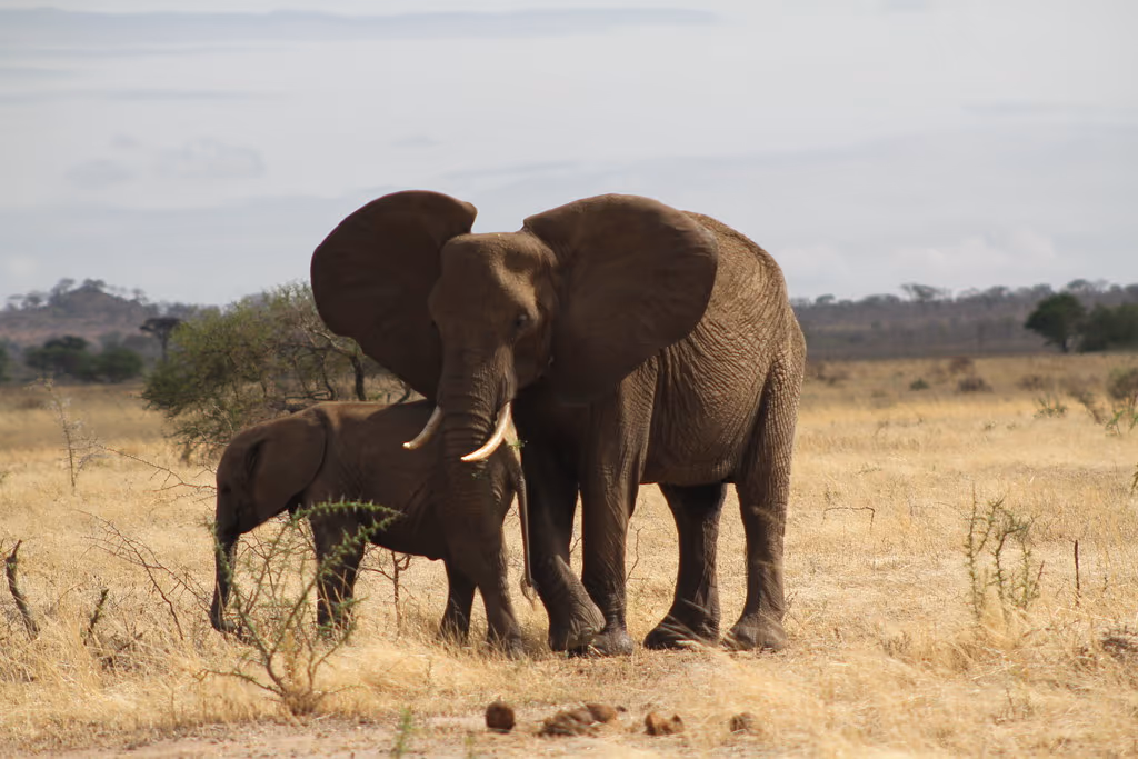 Burunge Wildlife Management Area Gallery Image 2