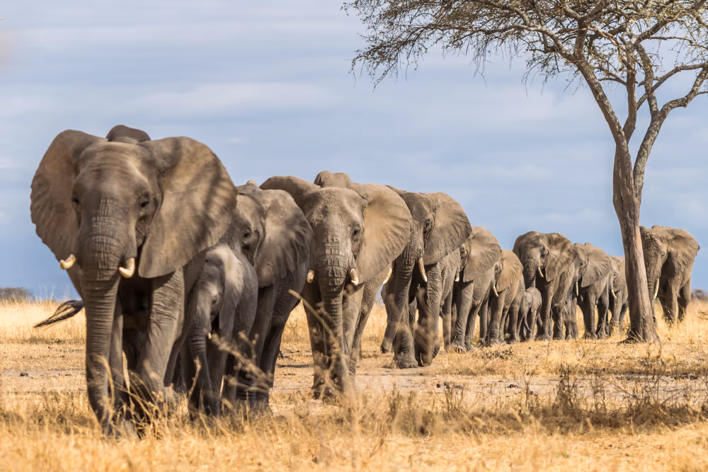 Tarangire National Park Gallery Image 1
