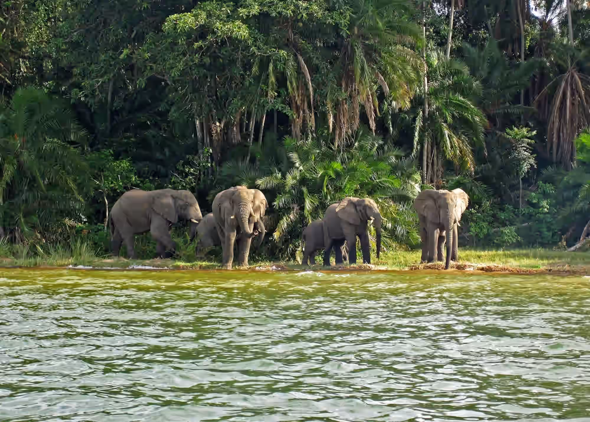 Rubondo Island National Park (Lake Victoria) Gallery Image 3
