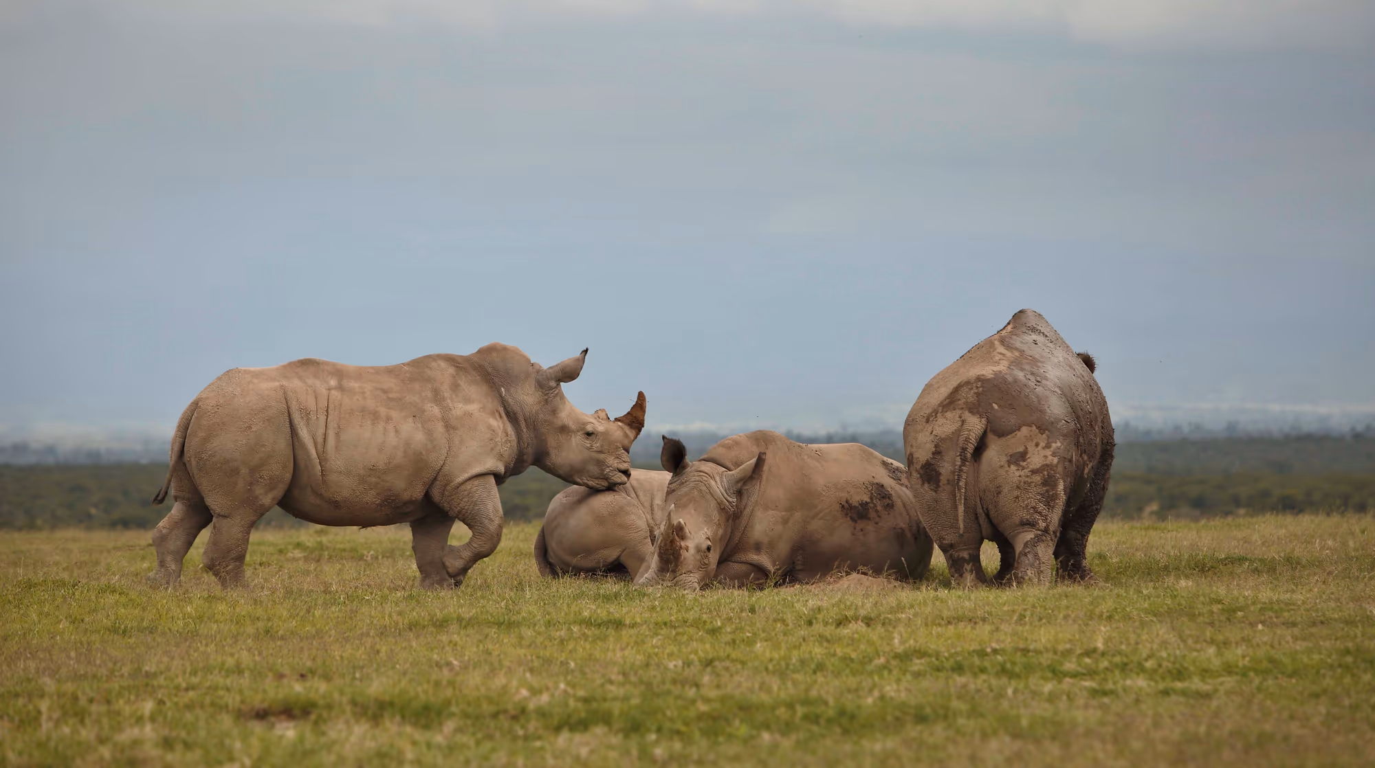 Ol Pejeta Conservancy