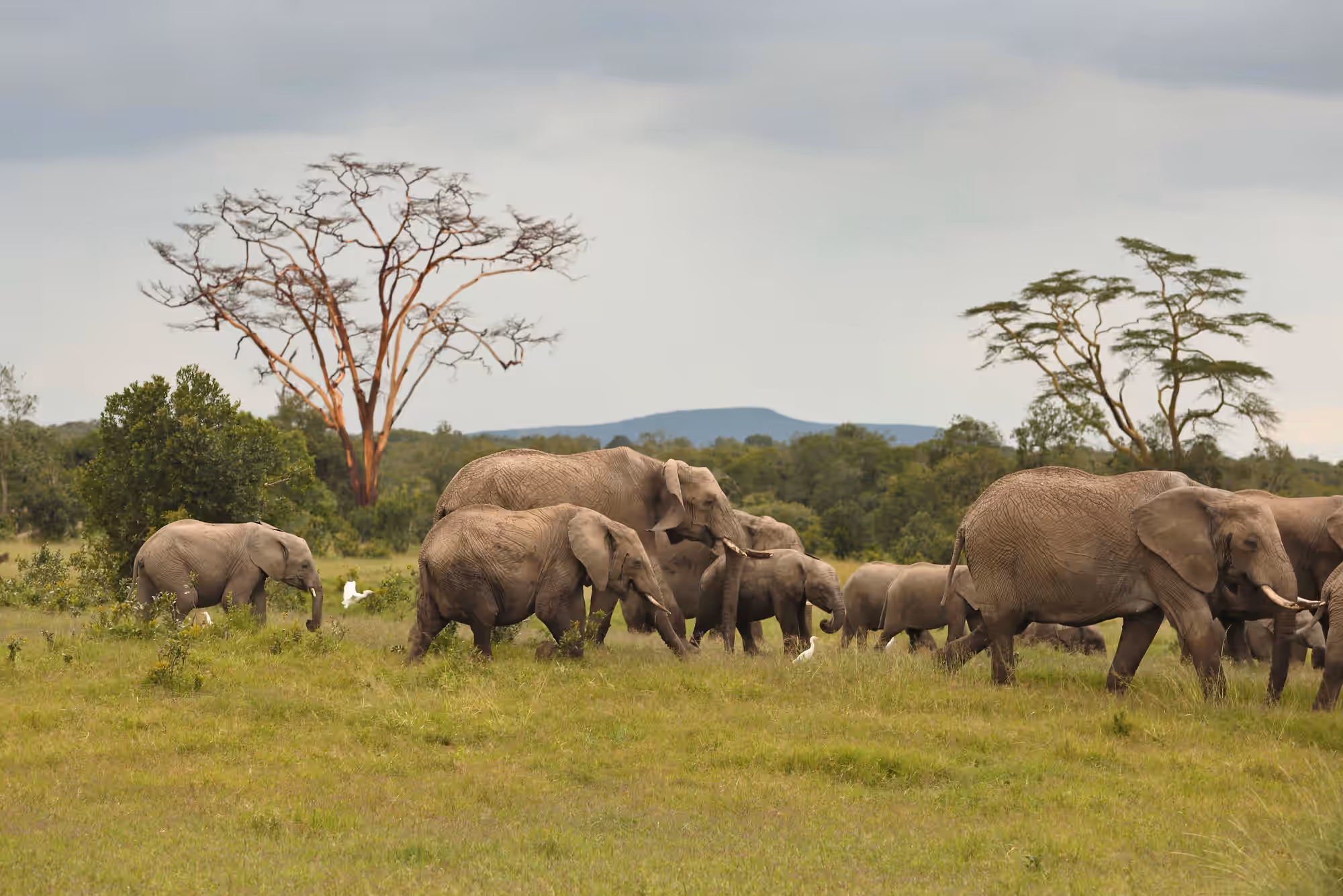 Lewa Wildlife Conservancy