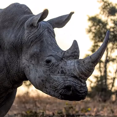 Madikwe Game Reserve