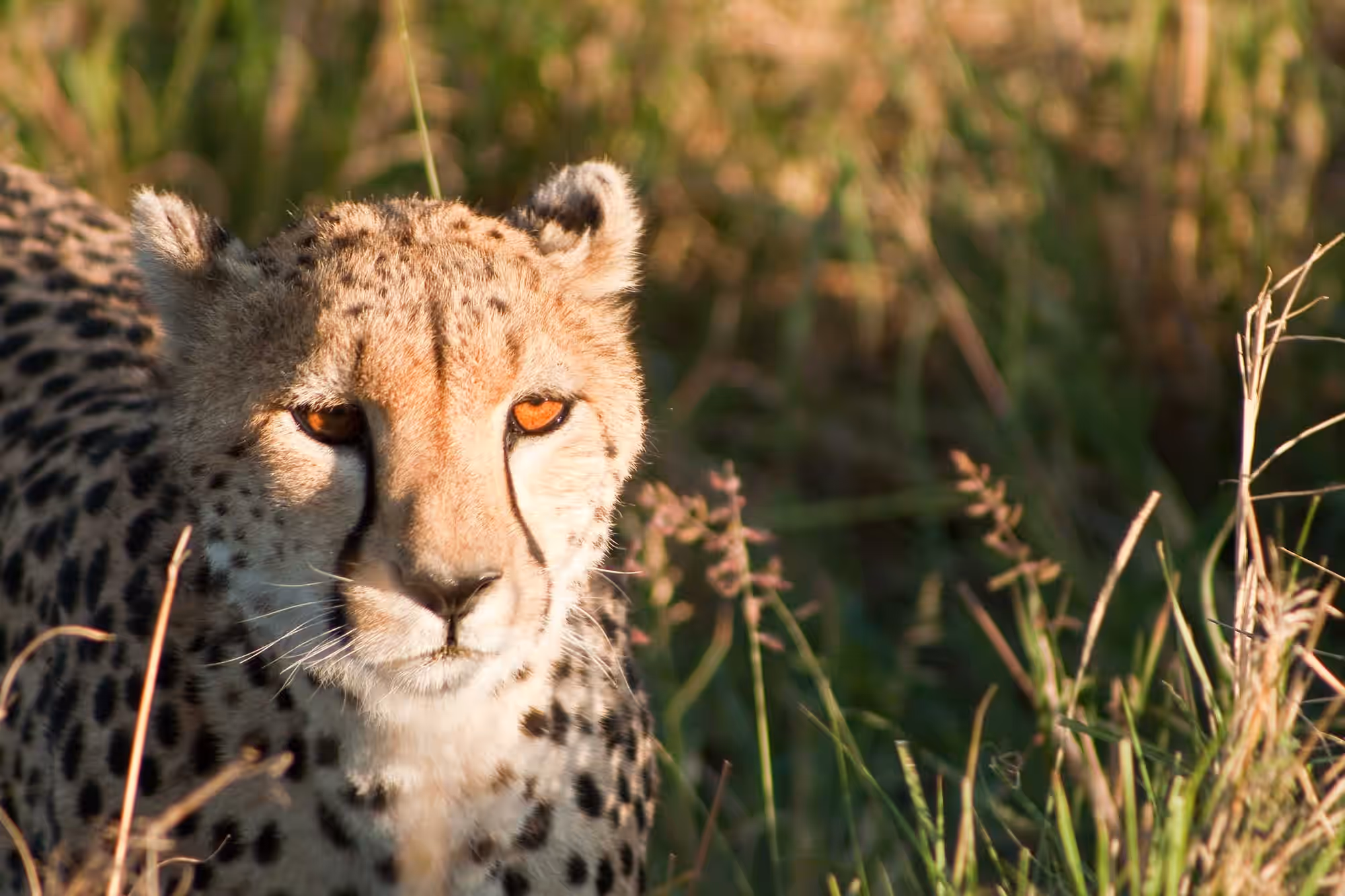 Mara North Conservancy