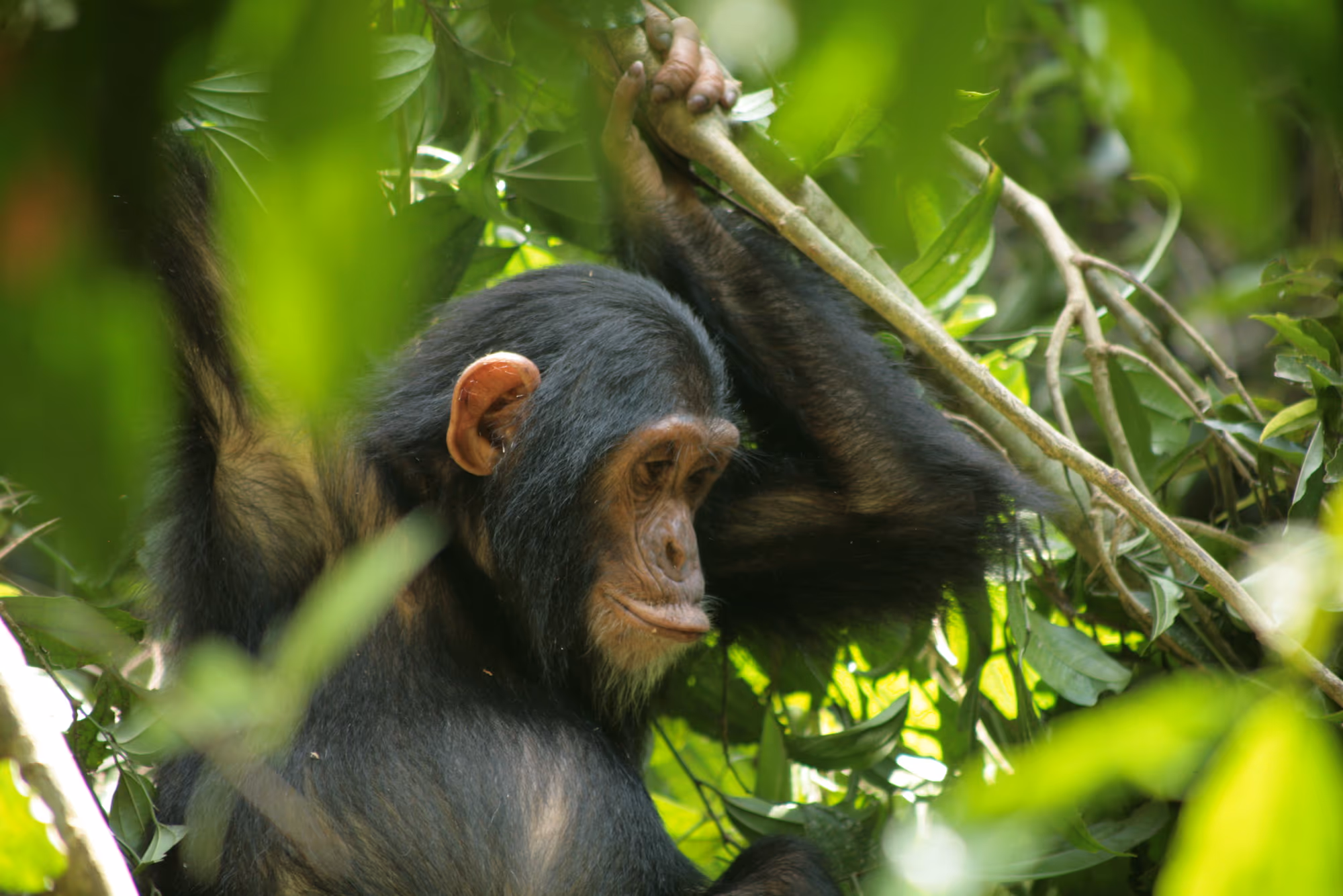 Nyungwe Forest National Park