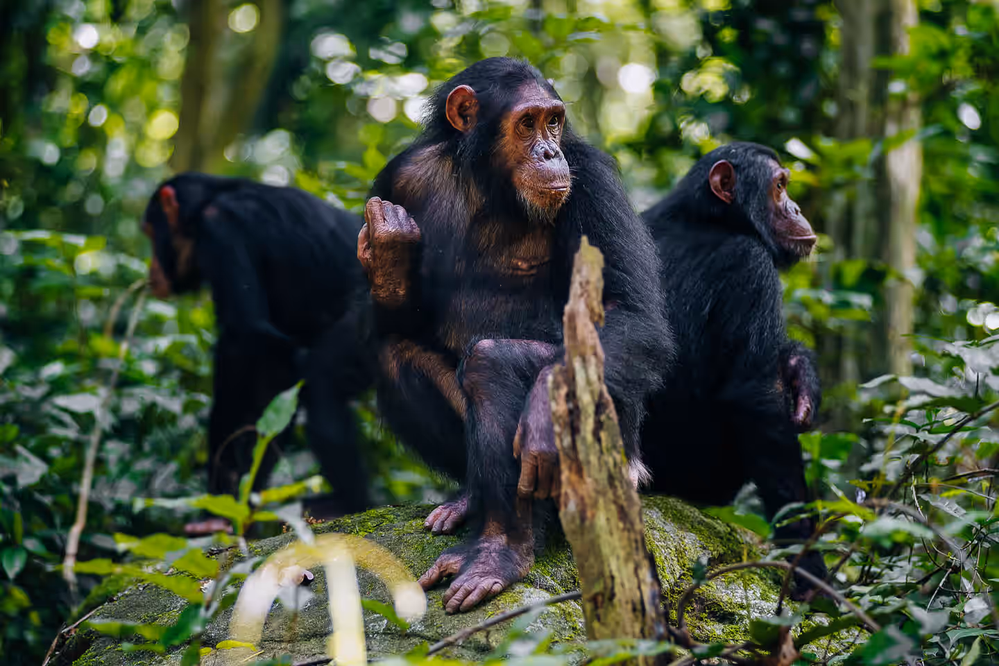 Rubondo Island National Park (Lake Victoria)