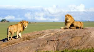 Eastern Serengeti (including Soit Le Motonyi and Gol Kopjes)