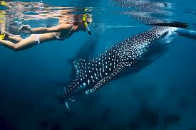 Thanda Island Gallery Image 4