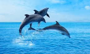 Thanda Island Gallery Image 3