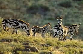 Mountain Zebra National Park