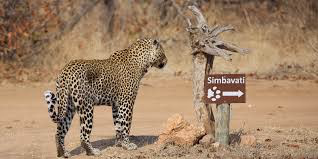 Timbavati Game Reserve