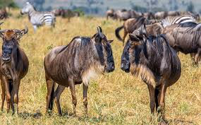 Ikona Wildlife Management Area