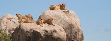 Eastern Serengeti (including Soit Le Motonyi and Gol Kopjes) Gallery Image 2