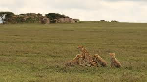 Eastern Serengeti (including Soit Le Motonyi and Gol Kopjes) Gallery Image 1