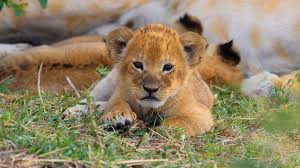 Eastern Serengeti (including Soit Le Motonyi and Gol Kopjes) Gallery Image 4