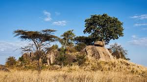 Eastern Serengeti (including Soit Le Motonyi and Gol Kopjes) Gallery Image 5