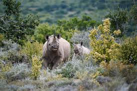Kwandwe Private Game Reserve Gallery Image 3