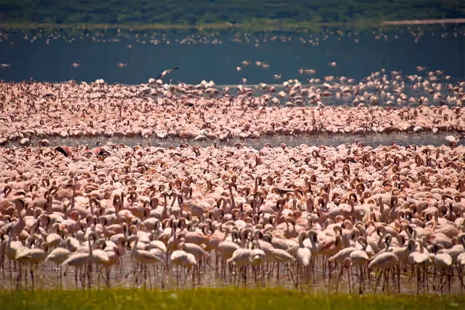 Lake Bogoria National Reserve
